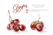 Grapes. Watercolor botanical clipart