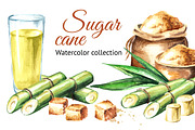 Sugar cane. Watercolor collection