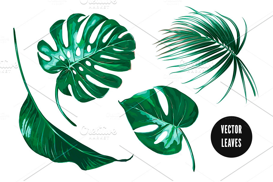 Tropical jungle leaves illustrations in Illustrations - product preview 8