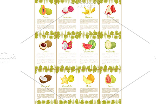 Pomelo and Longan Posters Vector