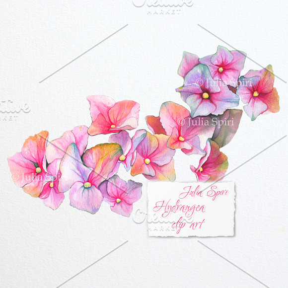 Hydrangea Flower Watercolor Clipart in Graphics - product preview 1