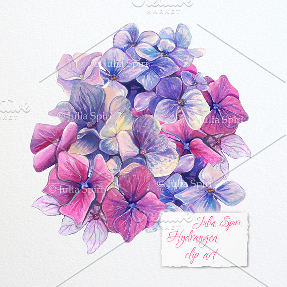 Hydrangea Flower Watercolor Clipart in Graphics - product preview 2