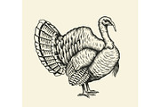 Turkey hand drawn illustration