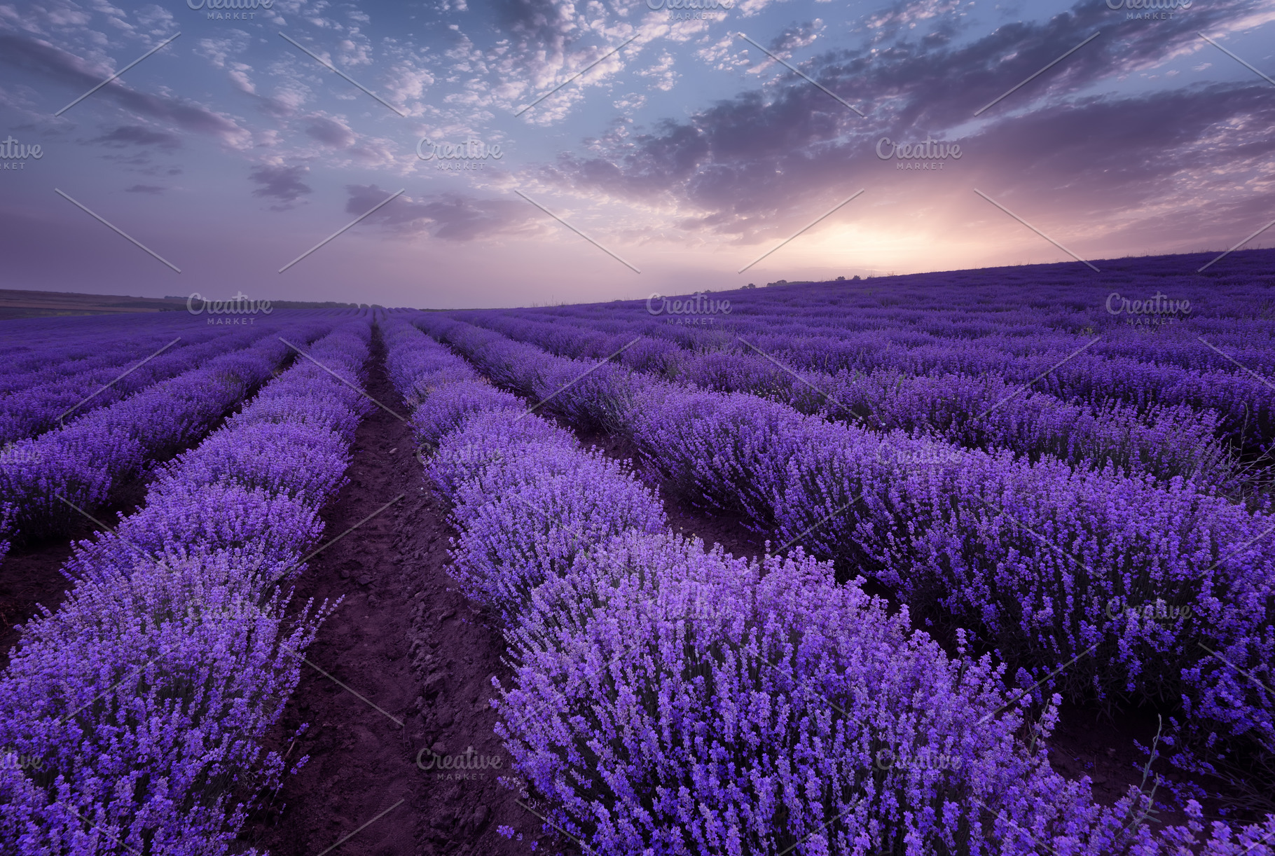 Lavender fields in Bulgaria | High-Quality Nature Stock Photos ...