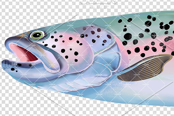 Rainbow Trout Fish Illustration. in Illustrations - product preview 1