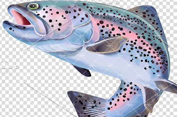 Rainbow Trout Fish Illustration. in Illustrations - product preview 2