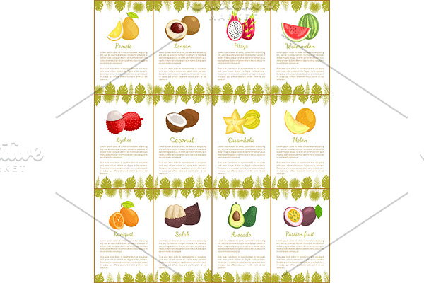 Pomelo and Kumquat Posters Vector