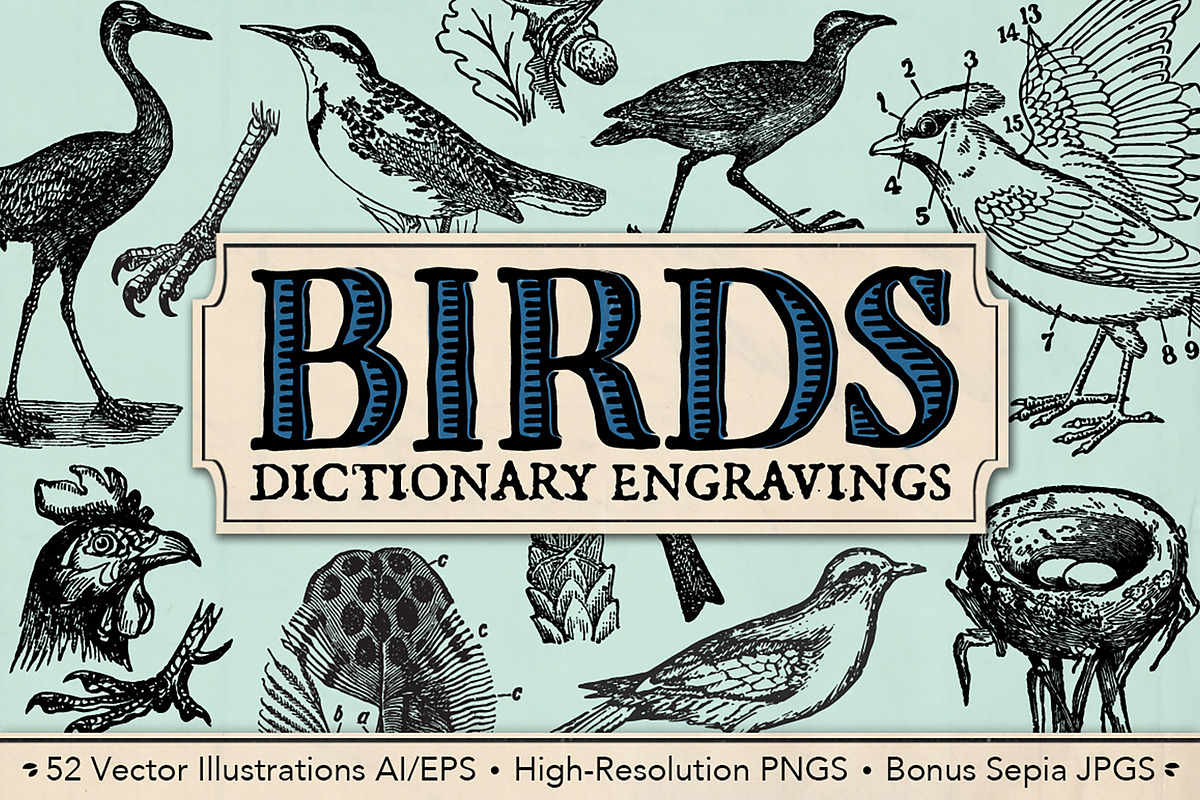 Dictionary Engravings Birds Vintage in Illustrations - product preview 8