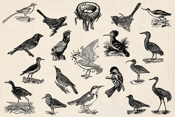 Dictionary Engravings Birds Vintage in Illustrations - product preview 1