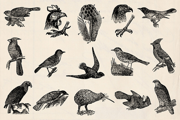Dictionary Engravings Birds Vintage in Illustrations - product preview 2