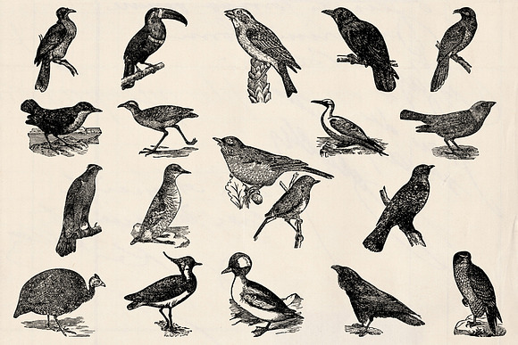 Dictionary Engravings Birds Vintage in Illustrations - product preview 3