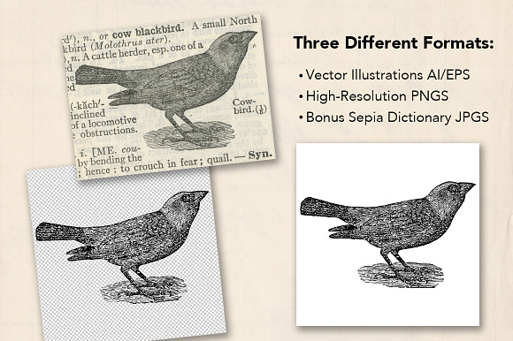 Dictionary Engravings Birds Vintage in Illustrations - product preview 4