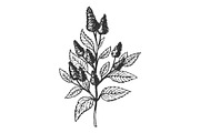 Mentha plant engraving vector