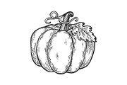 Pumpkin engraving vector