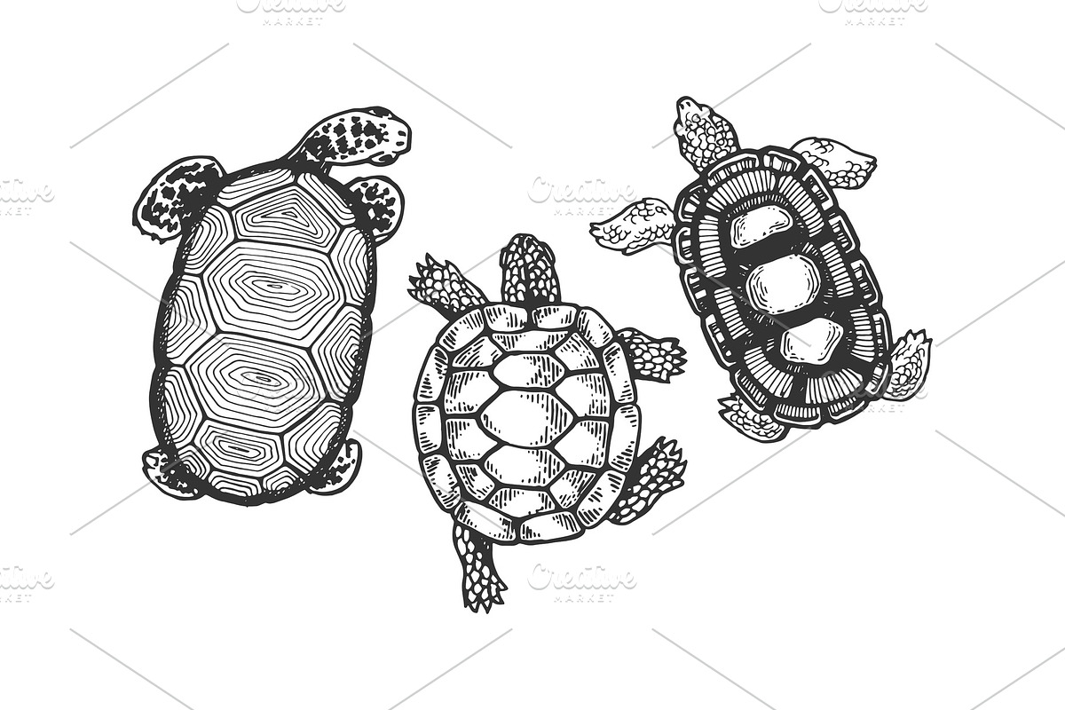 Turtle animal engraving vector in Illustrations - product preview 8