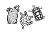 Turtle animal engraving vector