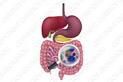 Gut Bacteria Digestive System