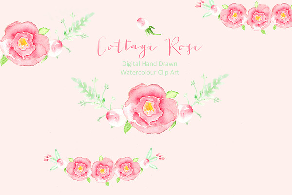 Cottage Rose Watercolor clip art