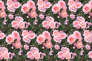 Rose flower seamless pattern texture