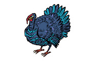 turkey bird, thanksgiving day