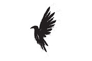 Black bird. Black raven.