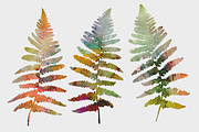 Watercolor  fern leaves