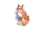 Winter portrait of red fox
