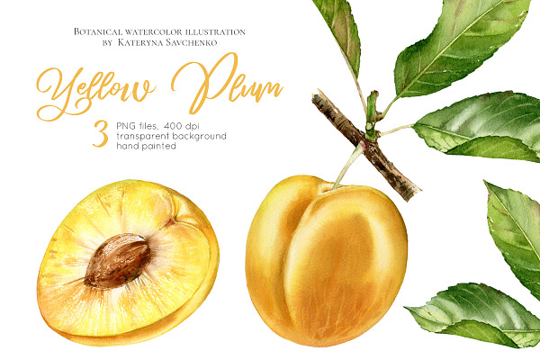 Yellow Plum. Watercolor fruits