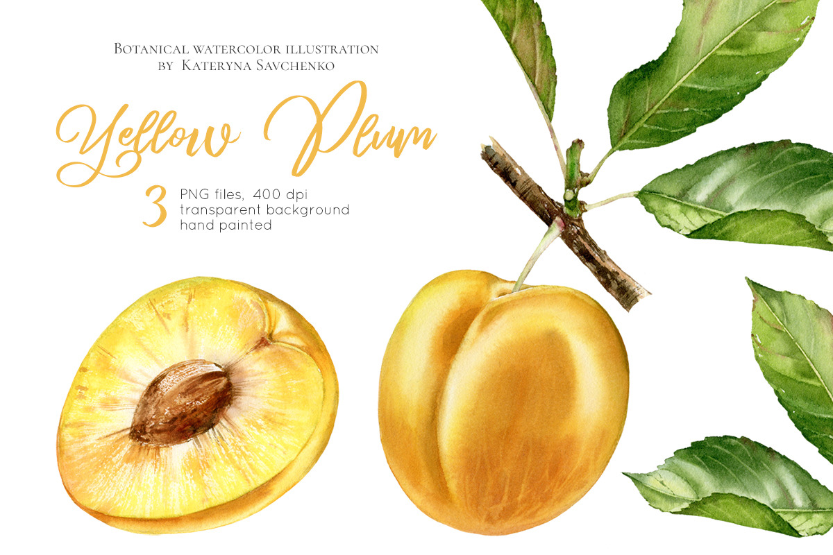 Yellow Plum. Watercolor fruits in Graphics - product preview 8