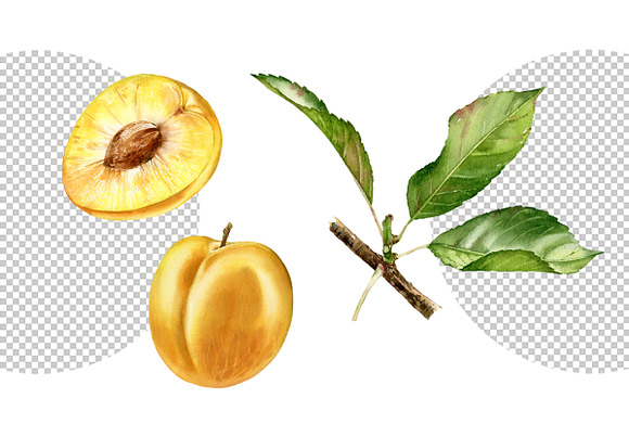 Yellow Plum. Watercolor fruits in Graphics - product preview 1