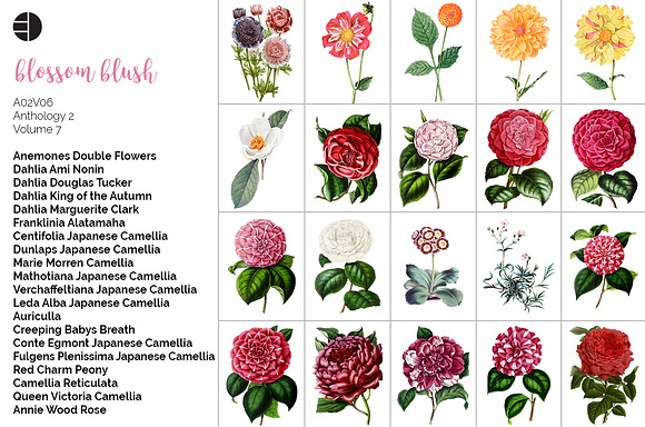 Watercolor Floral Bundle Volume 07 in Illustrations - product preview 6