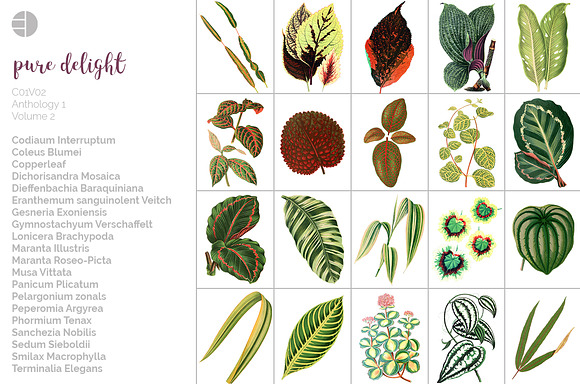 Leaves Watercolor Bundle 02 (20) in Illustrations - product preview 5