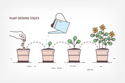 Plant growing stages