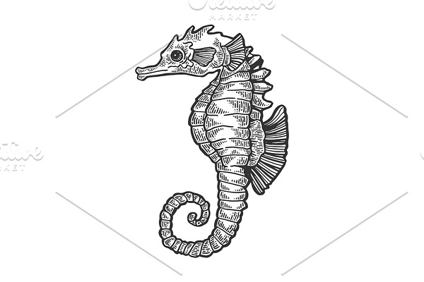 Sea horse fish skeleton engraving