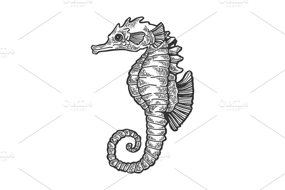 Sea horse fish skeleton engraving in Illustrations - product preview 8