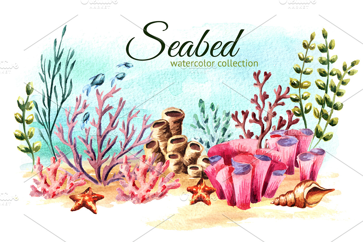 Seabed. Watercolor collection in Illustrations - product preview 8
