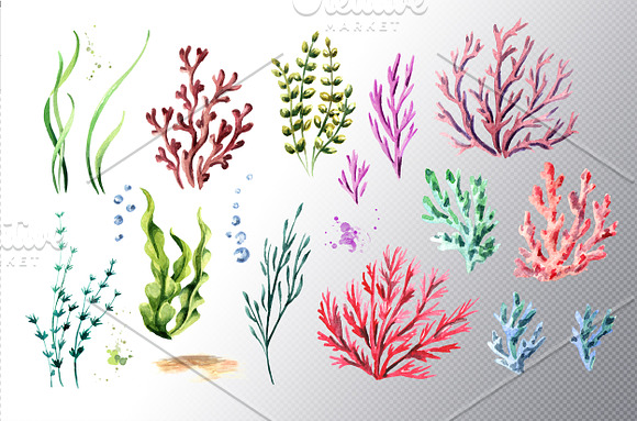 Seabed. Watercolor collection in Illustrations - product preview 2