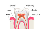 Detailed human tooth anatomy
