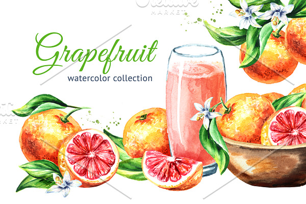 Grapefruit. Watercolor collection