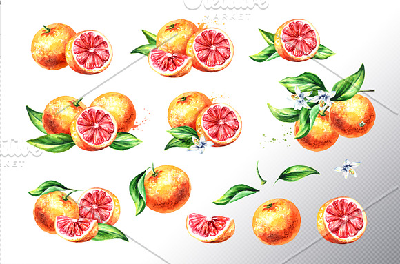 Grapefruit. Watercolor collection in Illustrations - product preview 1