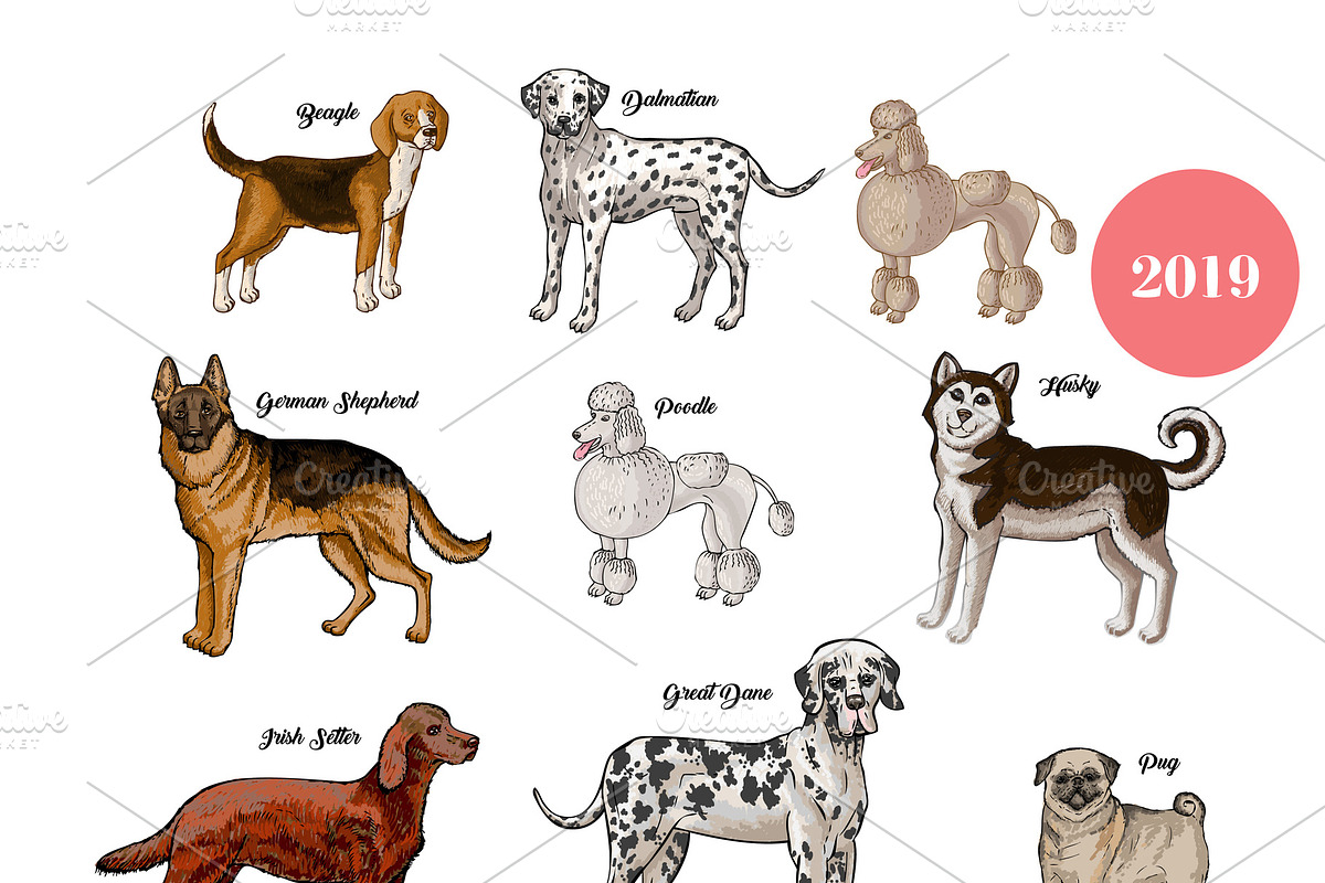 Dogs calendar 2019. Dogs breeds in Illustrations - product preview 8