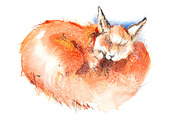 Portrait of sleeping red fox