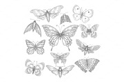 Butterfly, mariposa sketch