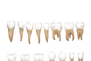 Different realistic human teeth 