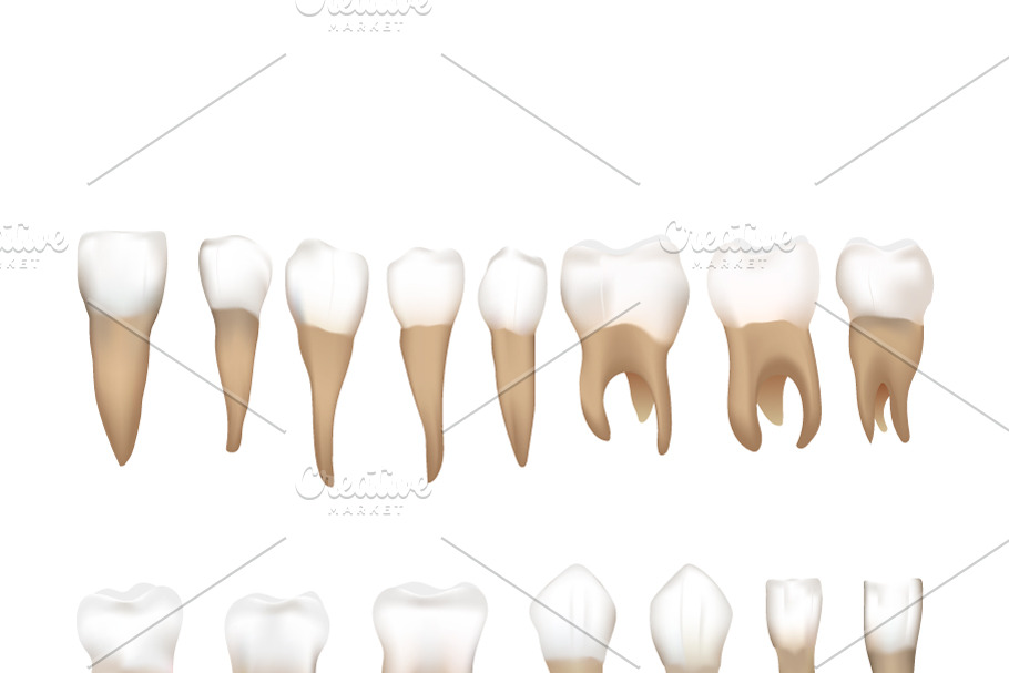 Different realistic human teeth  in Objects - product preview 8