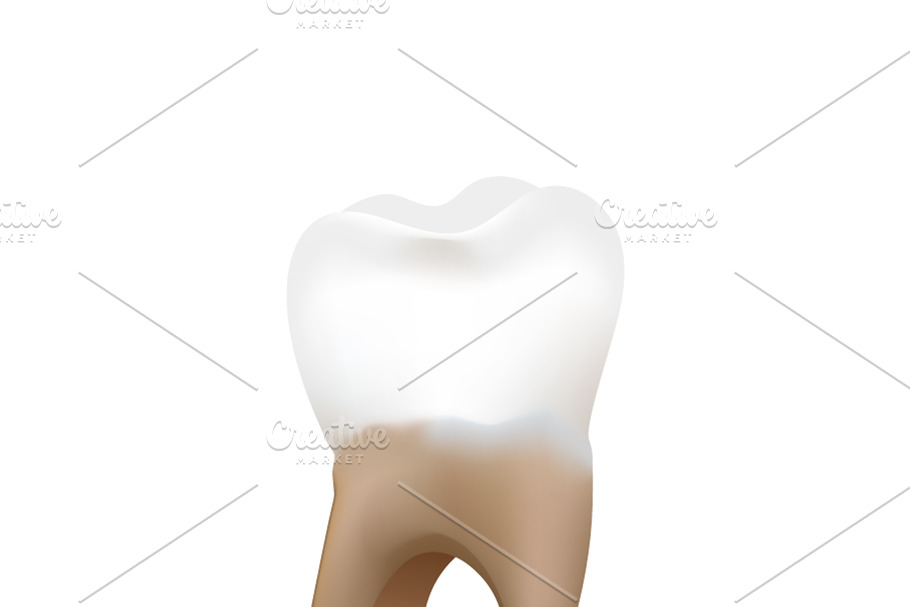 Human tooth isolated on white