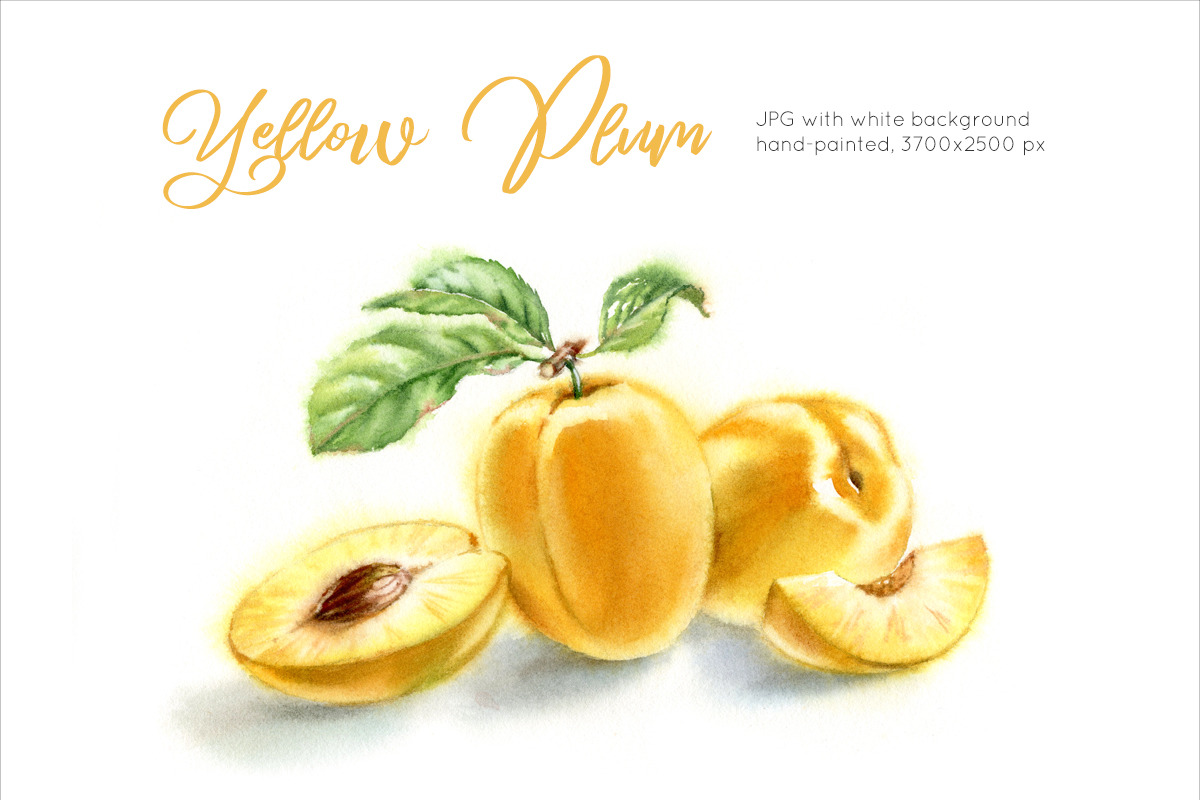 Yellow Plums. Watercolor painting in Graphics - product preview 8