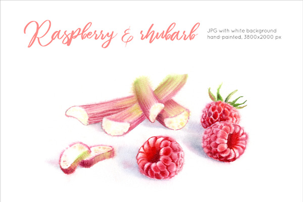 Raspberry & Rhubarb. Watercolor