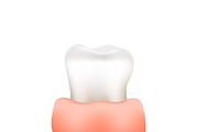 Bright realistic tooth in gum
