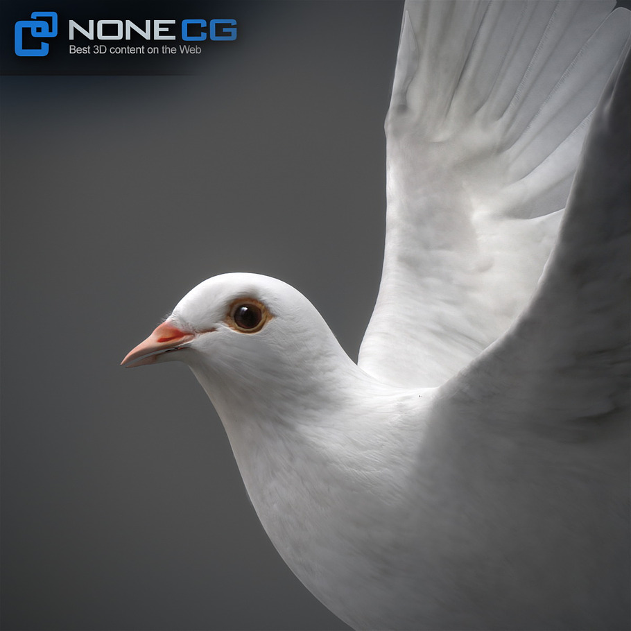 White Dove Animation in Animals - product preview 1